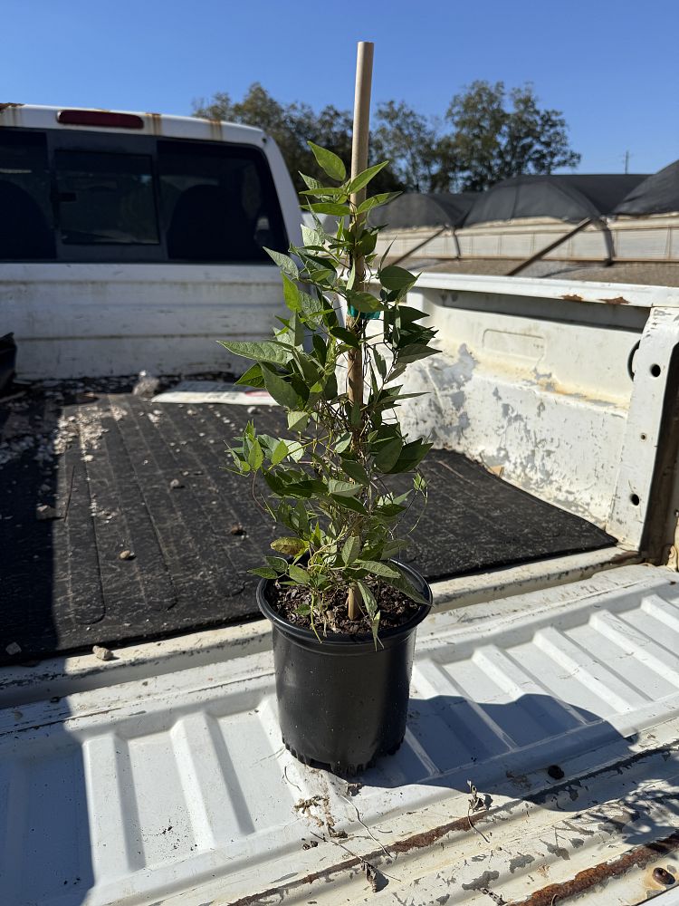 apios-americana-potato-bean-groundnut-wild-bean