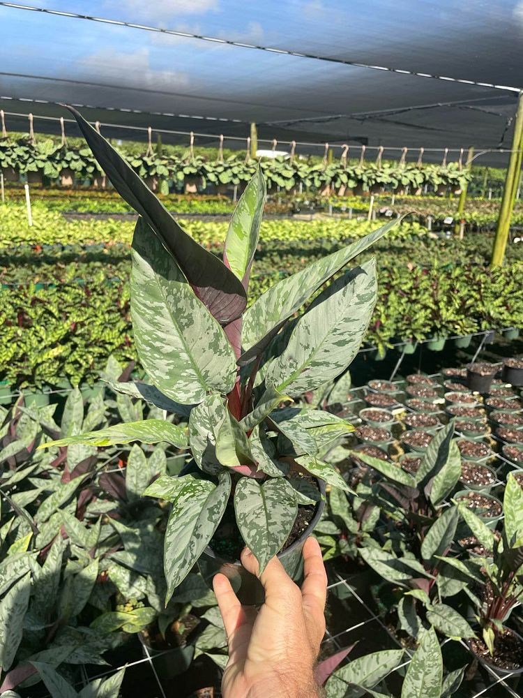 apoballis-acuminatissima-lavallaei