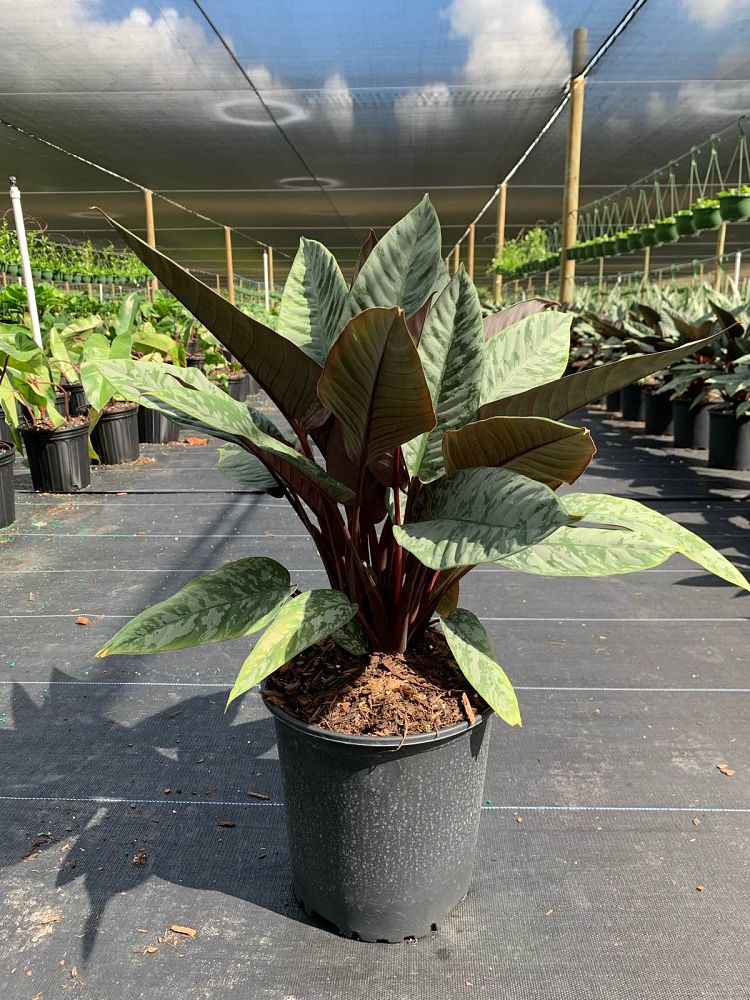 apoballis-acuminatissima-lavallaei