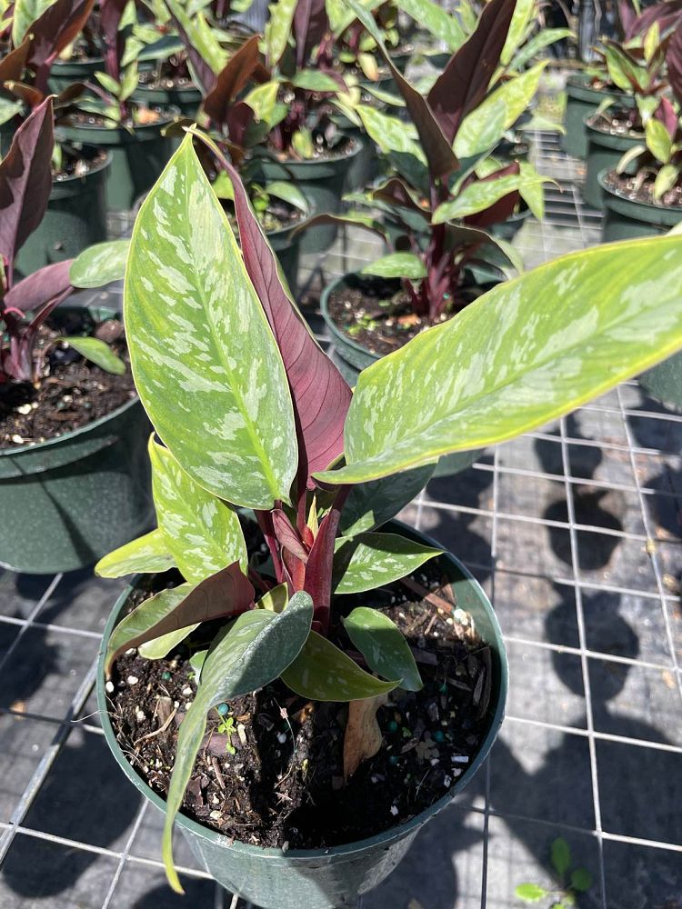 apoballis-acuminatissima-lavallaei