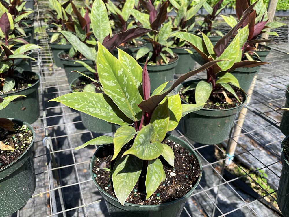apoballis-acuminatissima-lavallaei