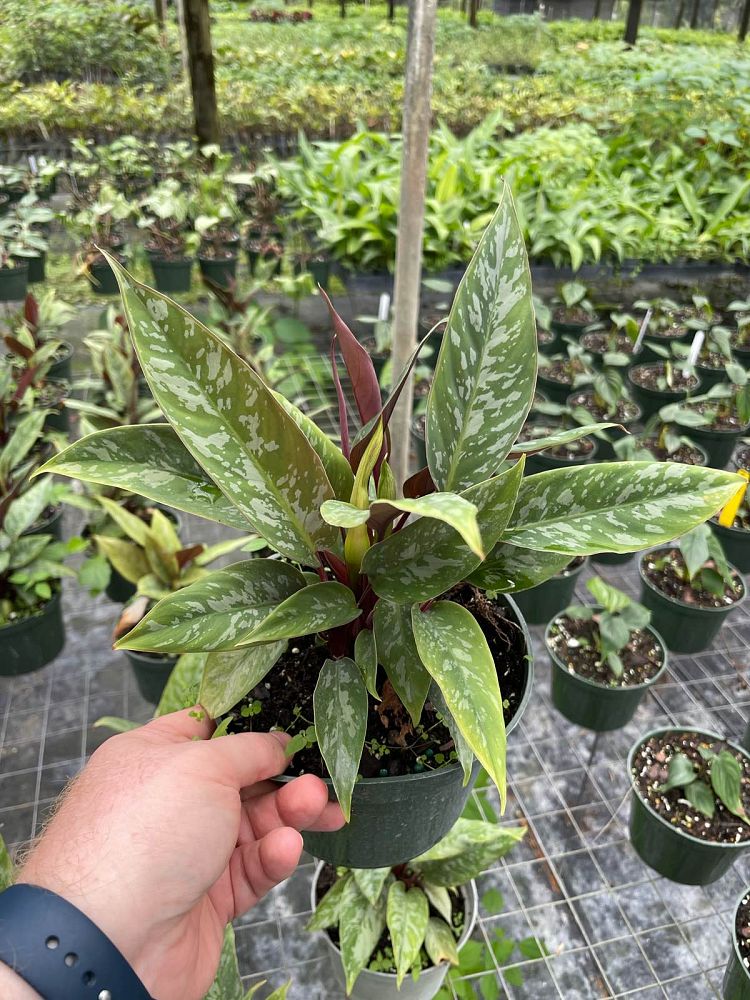 apoballis-acuminatissima-lavallaei
