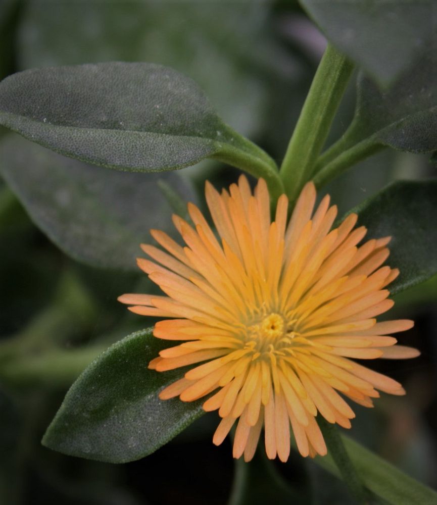 aptenia-cordifolia-aureus-dew-plant-heart-leaf-ice-plant-heartleaf-ice-plant-baby-sunrose