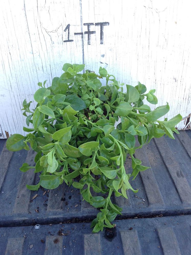 Arizona WholeSale Growers