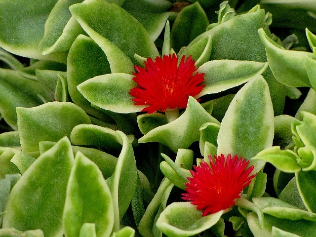 aptenia-cordifolia-baby-sunrose-ice-plant