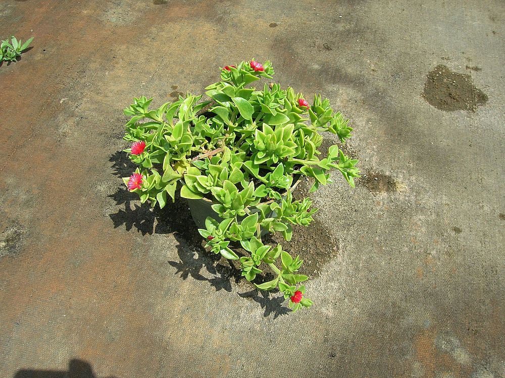 aptenia-cordifolia-baby-sunrose-ice-plant