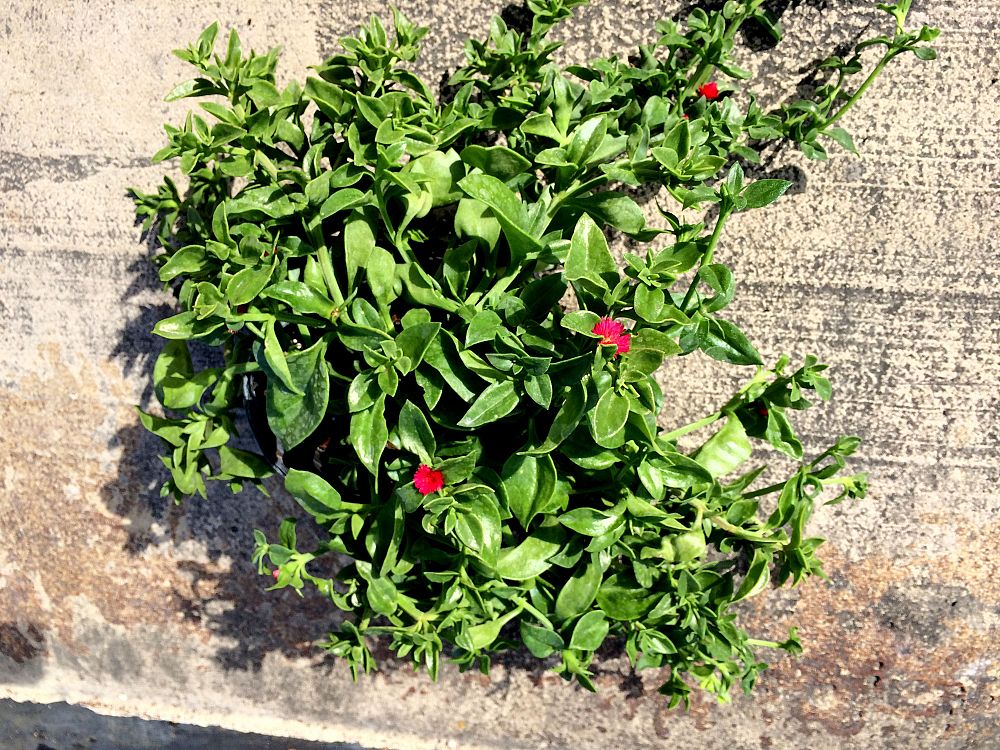aptenia-cordifolia-baby-sunrose-ice-plant