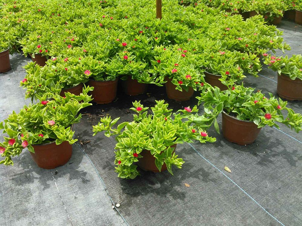 aptenia-cordifolia-baby-sunrose-ice-plant