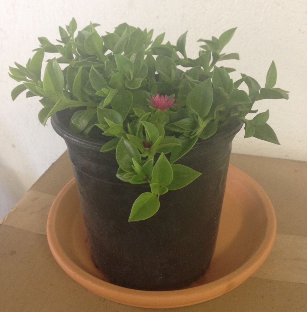 aptenia-cordifolia-baby-sunrose-ice-plant