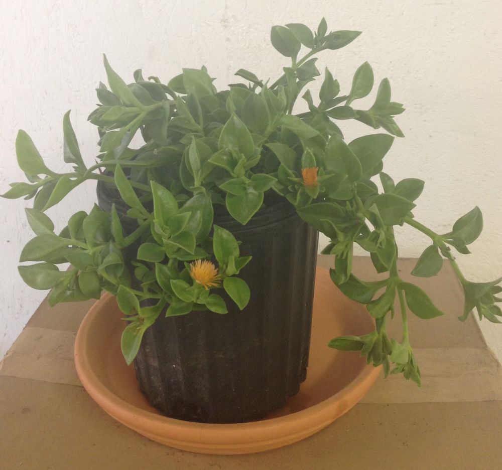 aptenia-cordifolia-baby-sunrose-ice-plant