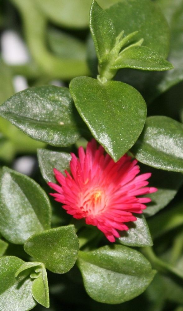 aptenia-cordifolia-baby-sunrose-ice-plant