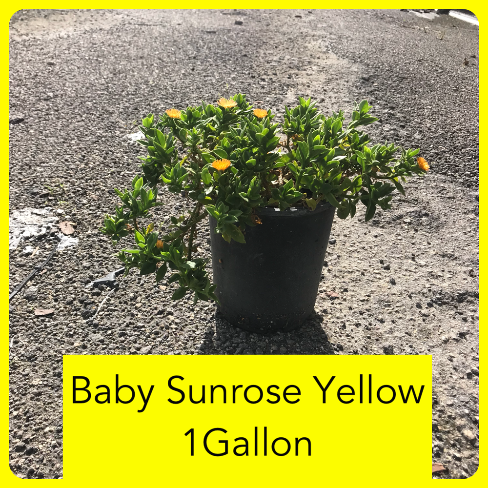 aptenia-cordifolia-baby-sunrose-ice-plant