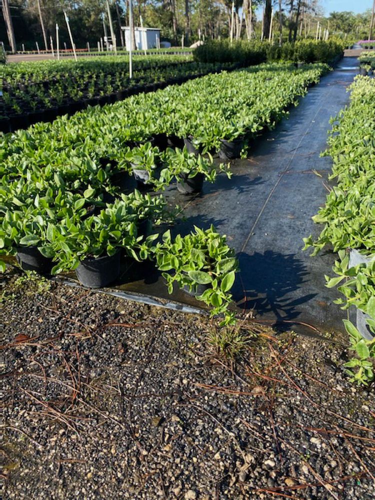 aptenia-cordifolia-baby-sunrose-ice-plant