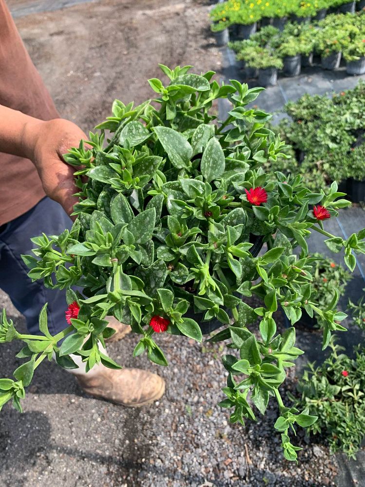 aptenia-cordifolia-baby-sunrose-ice-plant