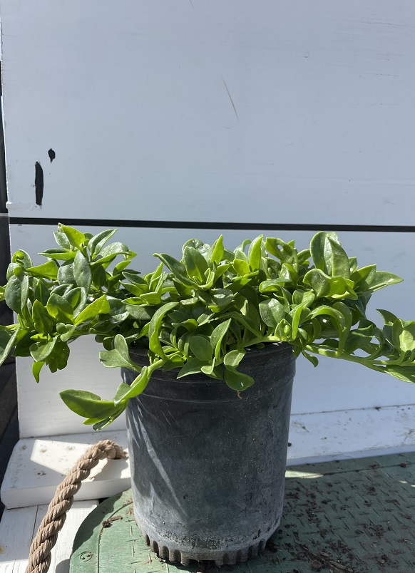 aptenia-cordifolia-baby-sunrose-ice-plant
