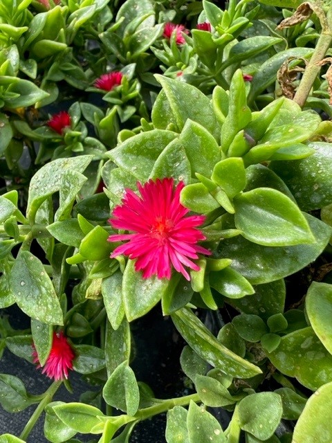aptenia-cordifolia-baby-sunrose-ice-plant