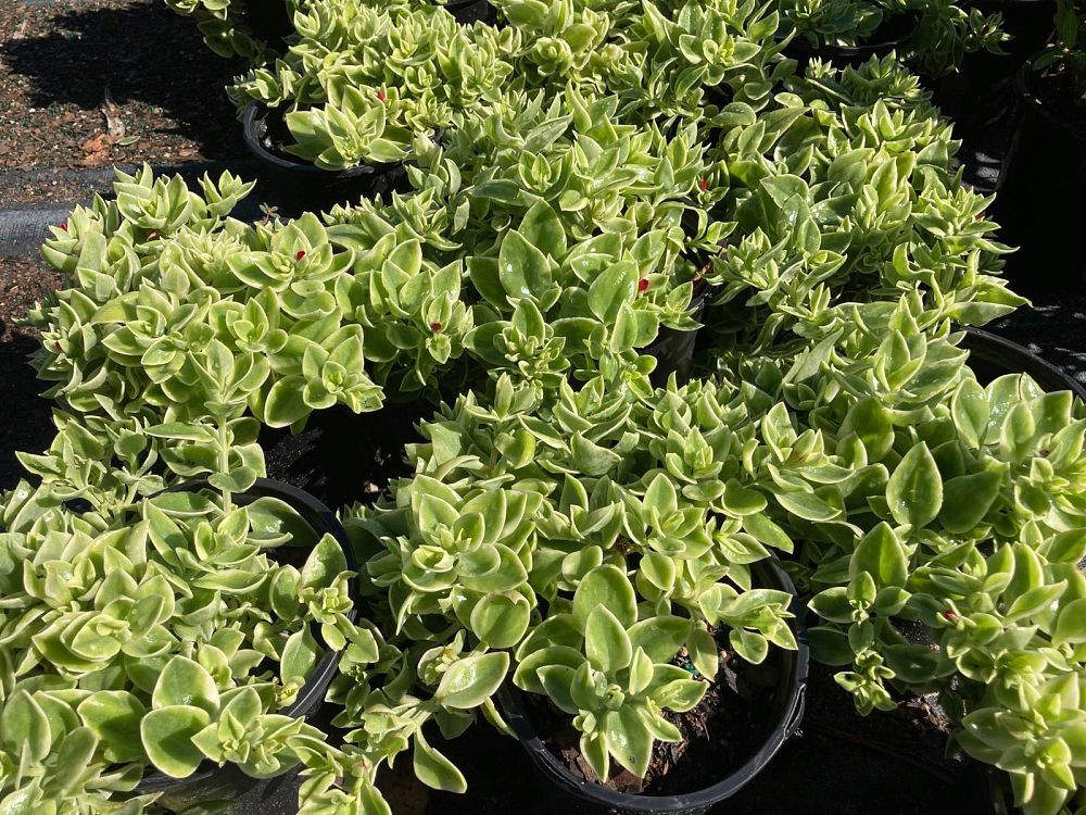 aptenia-cordifolia-baby-sunrose-ice-plant