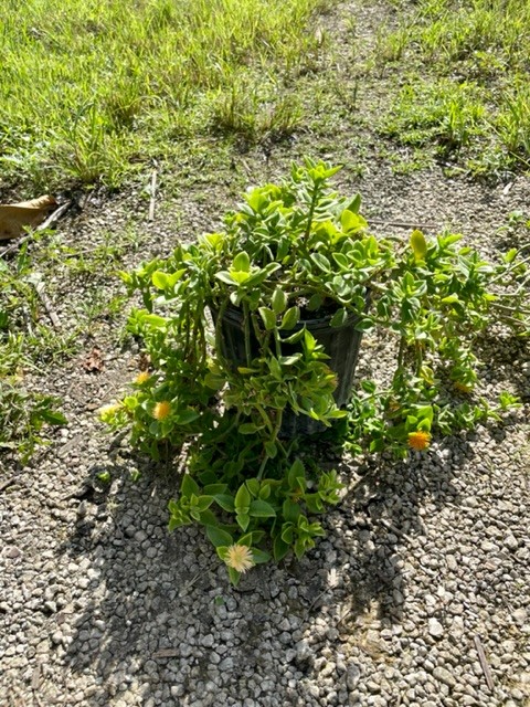 aptenia-cordifolia-baby-sunrose-ice-plant