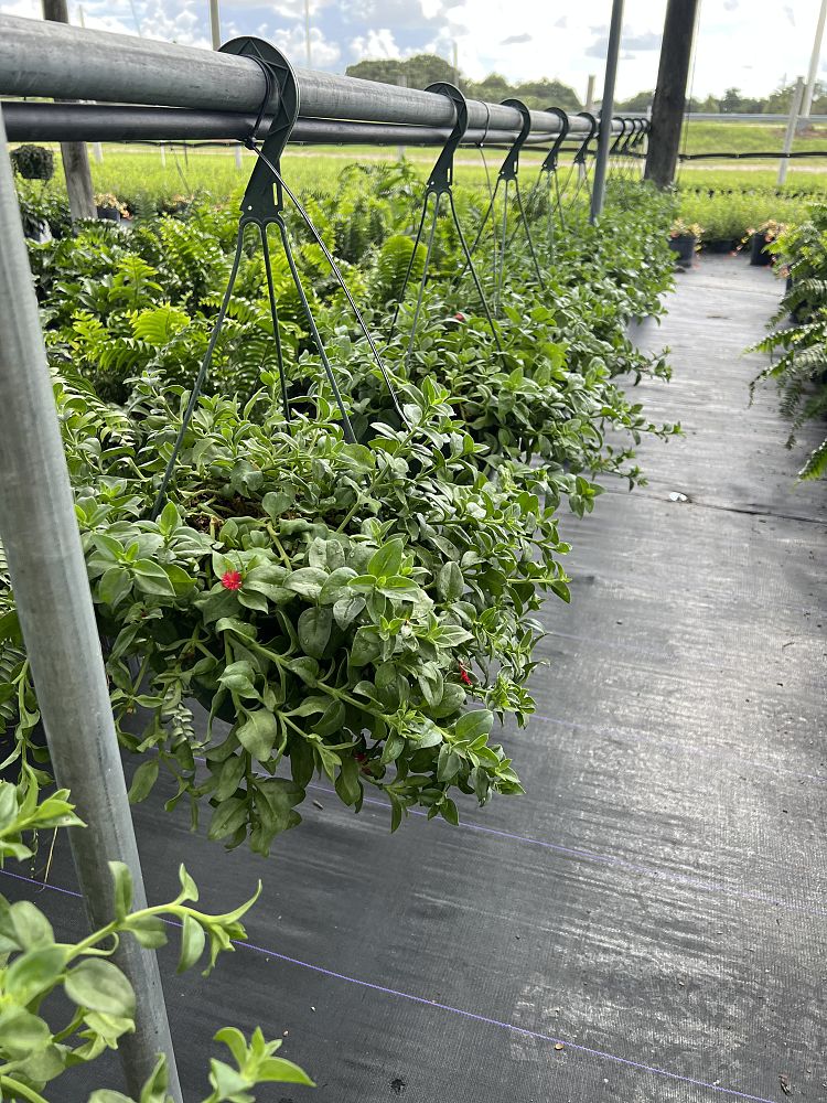 aptenia-cordifolia-baby-sunrose-ice-plant
