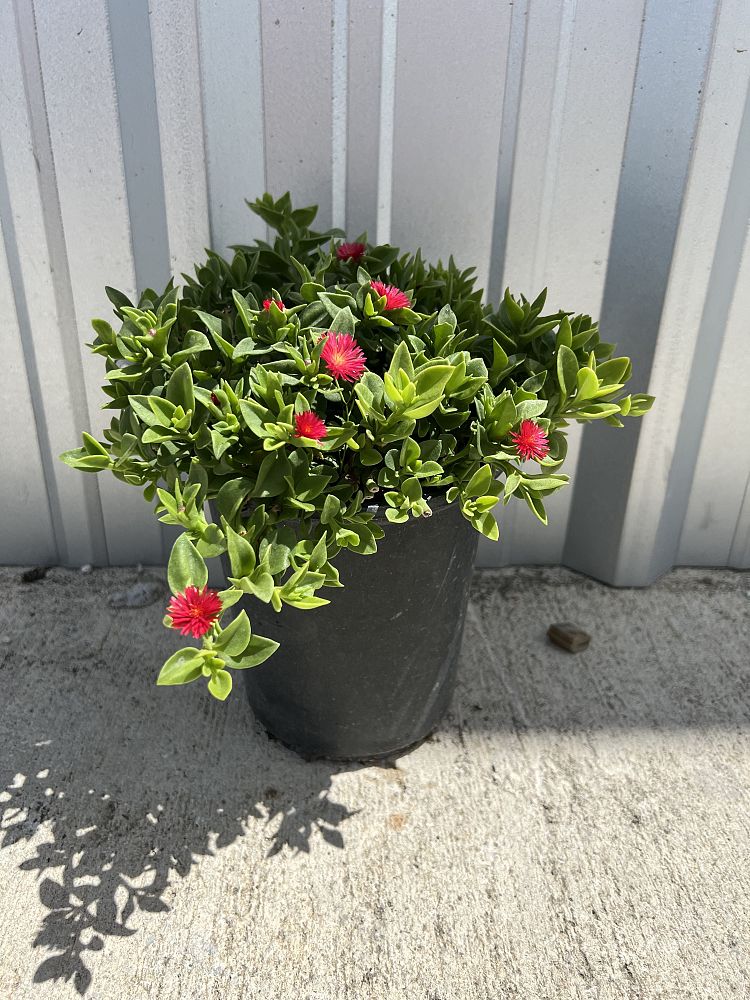 aptenia-cordifolia-baby-sunrose-ice-plant
