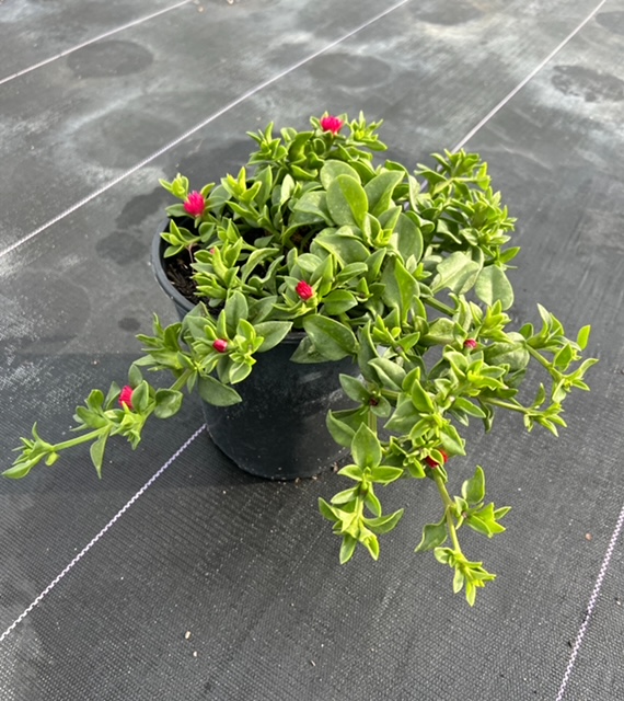 aptenia-cordifolia-baby-sunrose-ice-plant