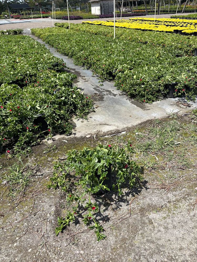 aptenia-cordifolia-baby-sunrose-ice-plant