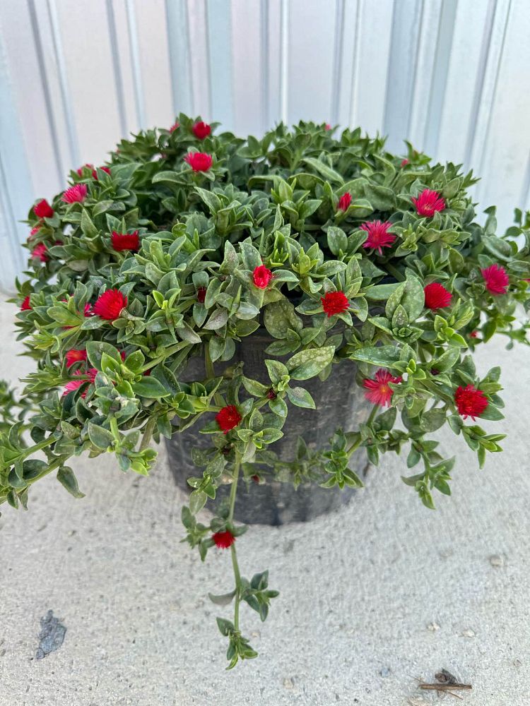 aptenia-cordifolia-baby-sunrose-ice-plant