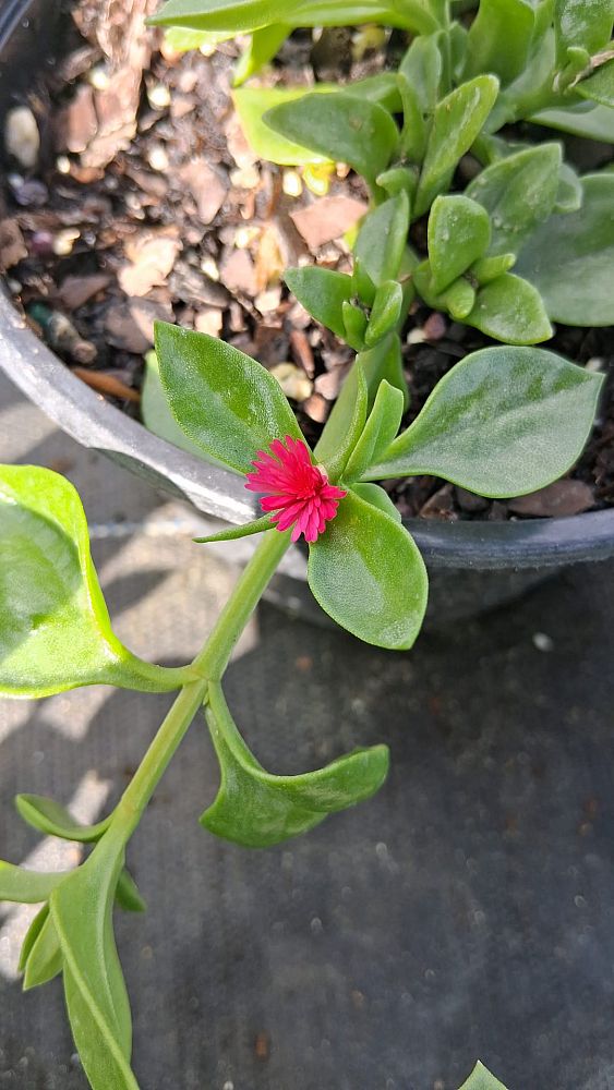 aptenia-cordifolia-baby-sunrose-ice-plant