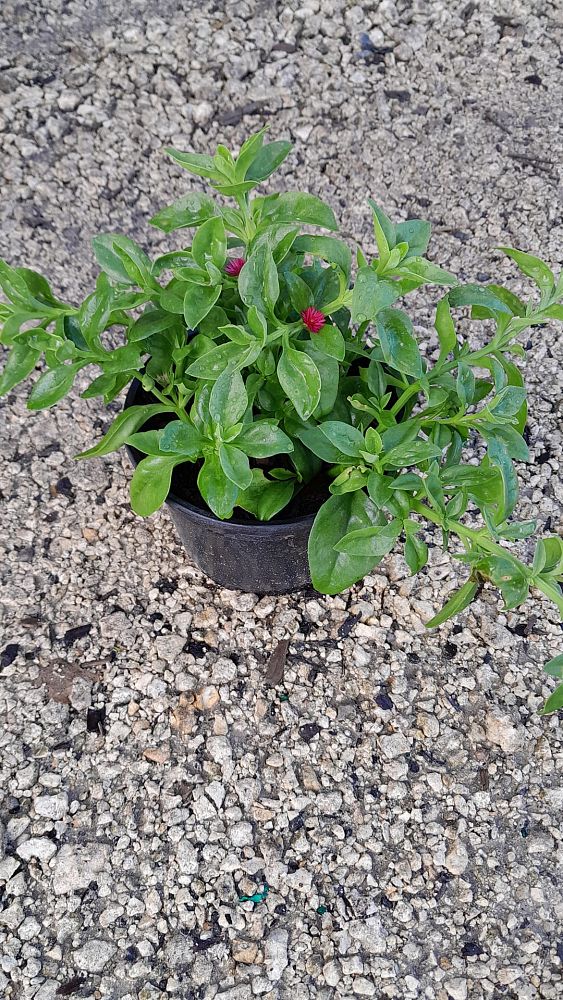 aptenia-cordifolia-baby-sunrose-ice-plant