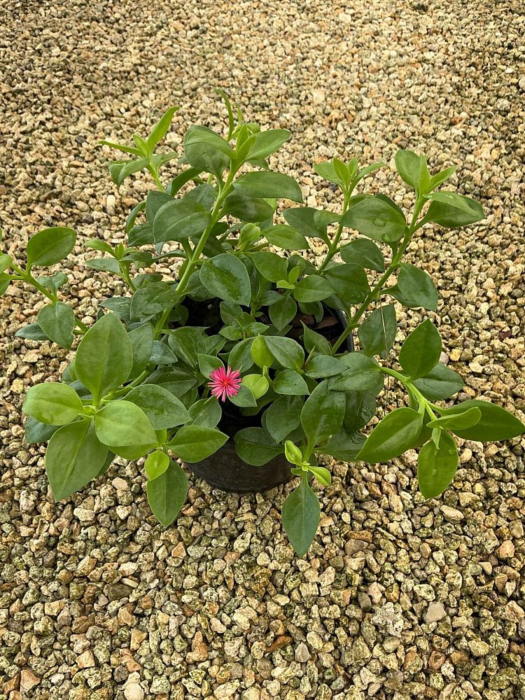 aptenia-cordifolia-baby-sunrose-ice-plant