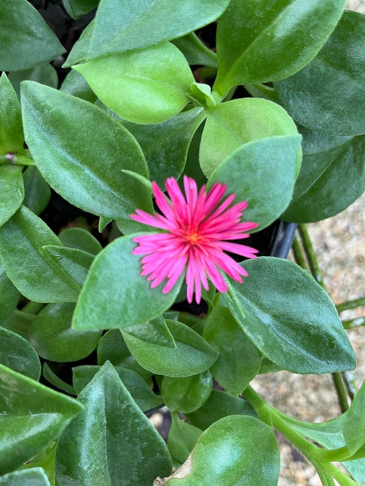 aptenia-cordifolia-baby-sunrose-ice-plant