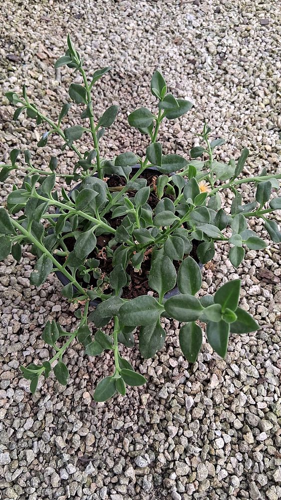 aptenia-cordifolia-baby-sunrose-ice-plant