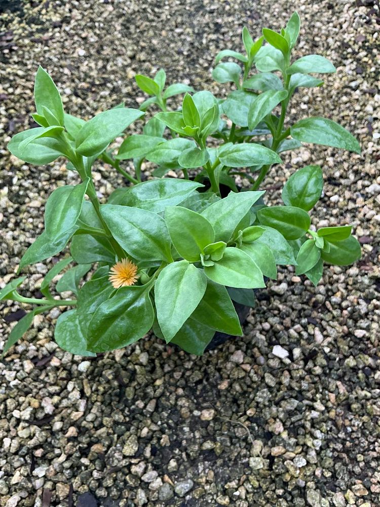 aptenia-cordifolia-baby-sunrose-ice-plant