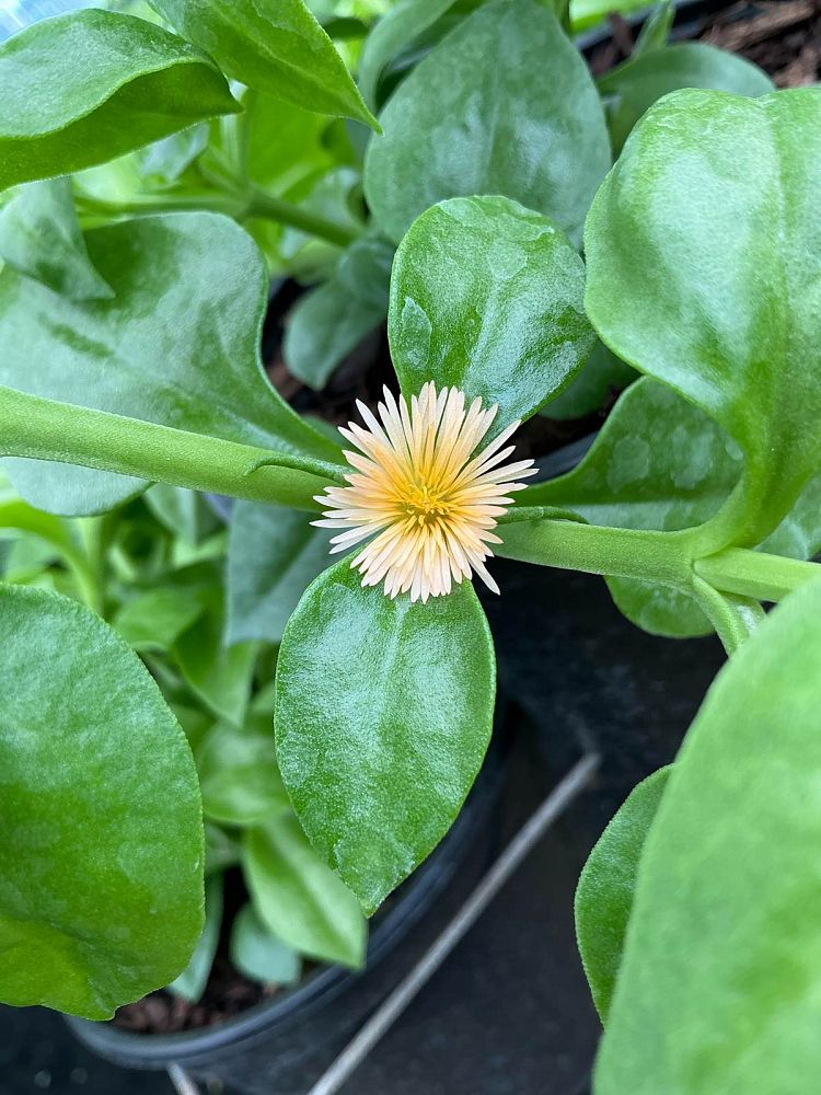aptenia-cordifolia-baby-sunrose-ice-plant