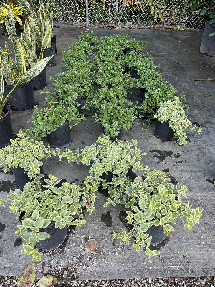 aptenia-cordifolia-baby-sunrose-ice-plant