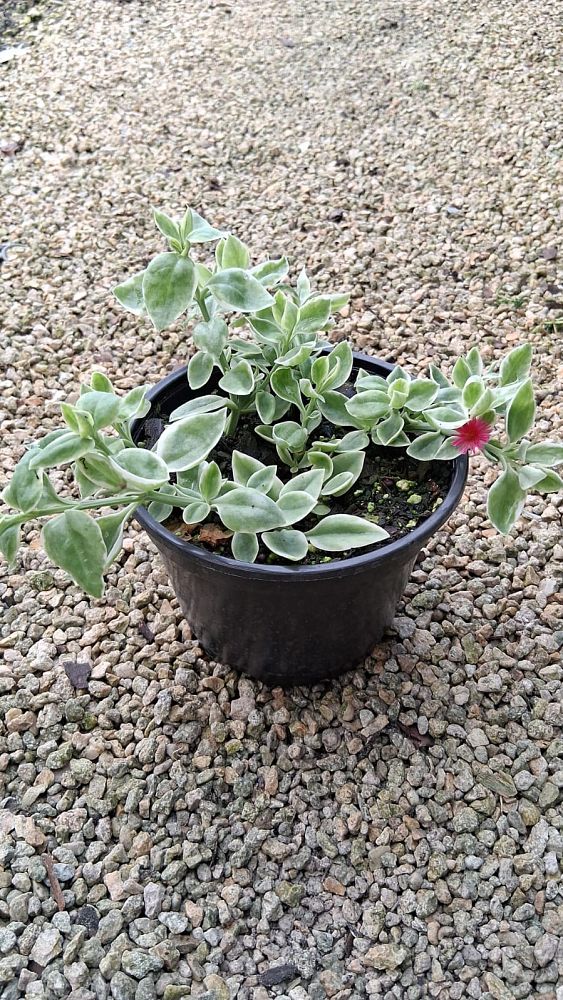 aptenia-cordifolia-baby-sunrose-ice-plant