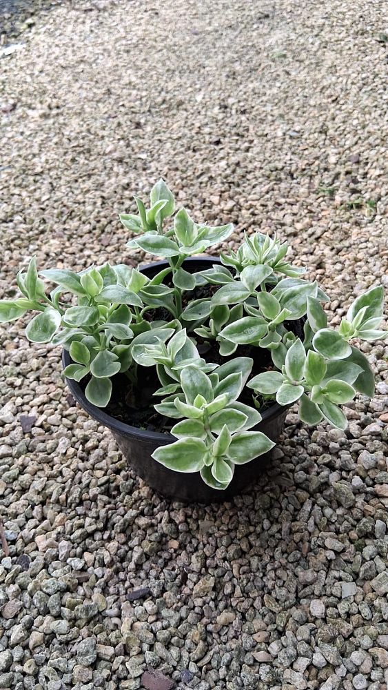 aptenia-cordifolia-baby-sunrose-ice-plant