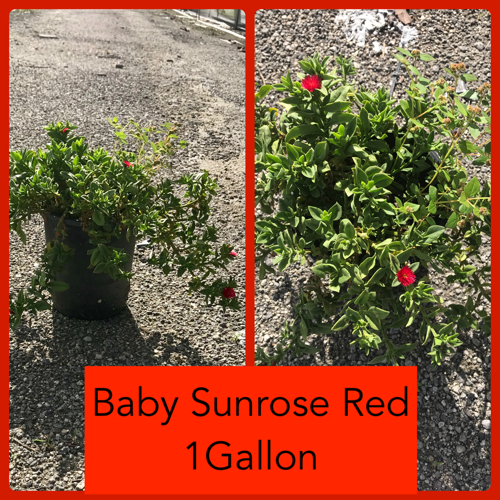 aptenia-cordifolia-red-apple-heartleaf-ice-plant-baby-sunrose
