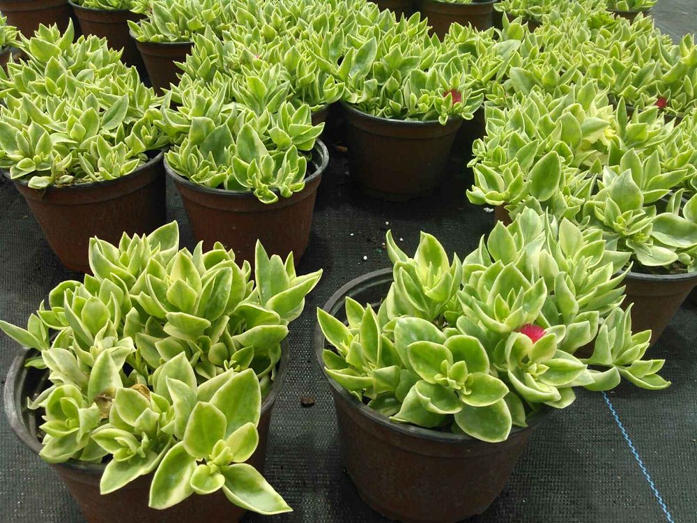 aptenia-cordifolia-variegata-baby-sunrose-variegated