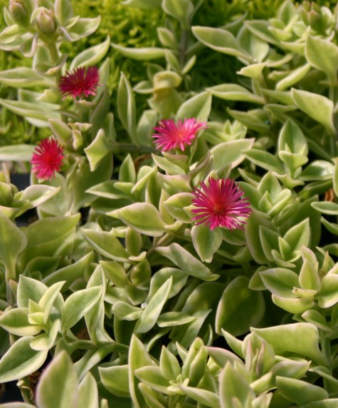 aptenia-cordifolia-variegata-baby-sunrose-variegated