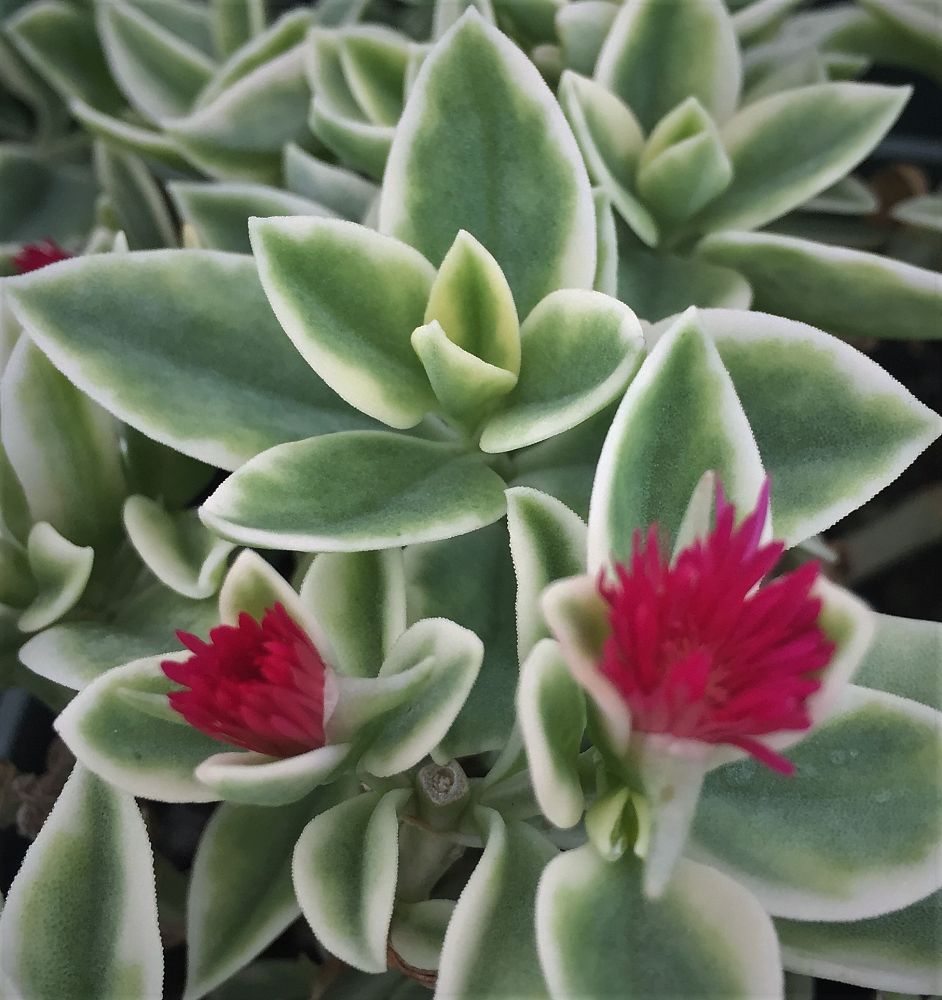 aptenia-cordifolia-variegata-baby-sunrose-variegated