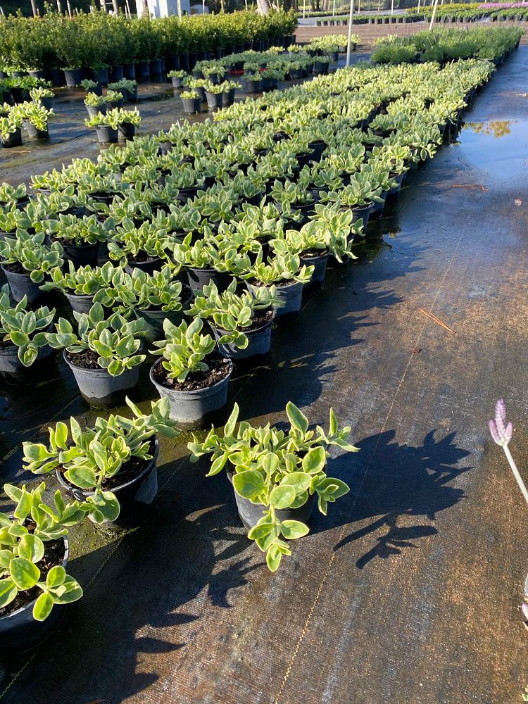 aptenia-cordifolia-variegata-baby-sunrose-variegated