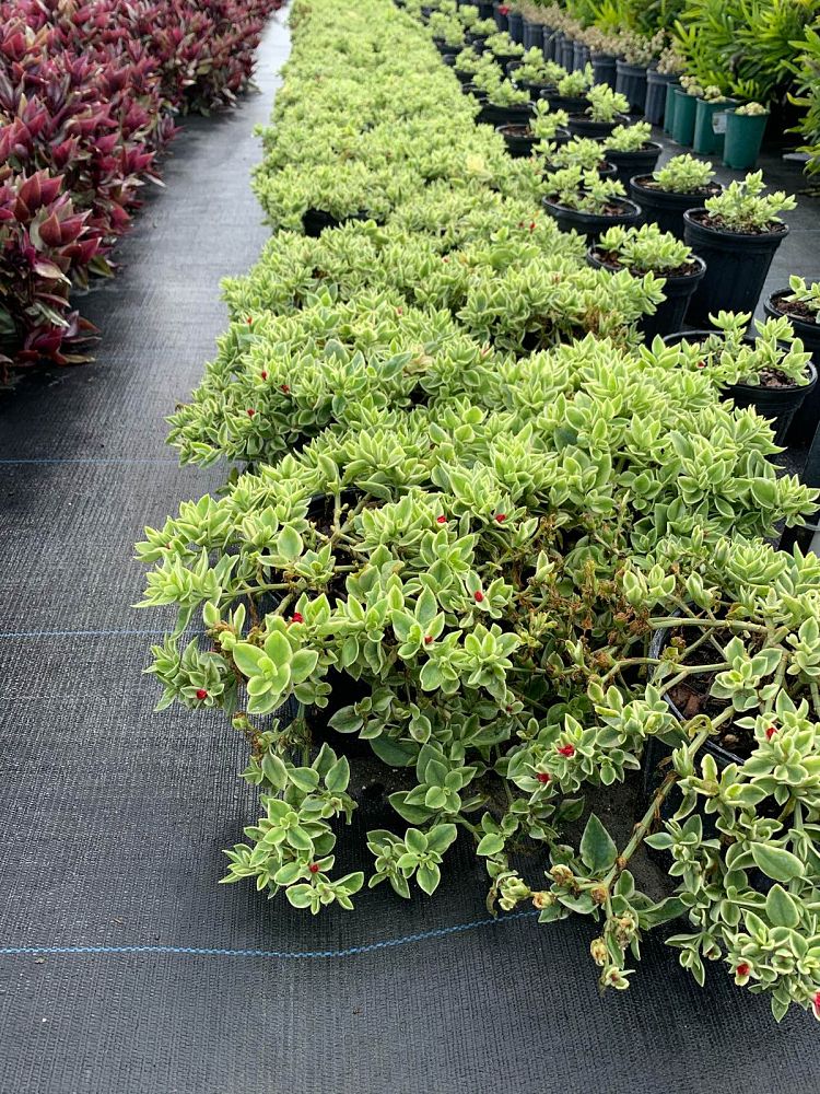 aptenia-cordifolia-variegata-baby-sunrose-variegated