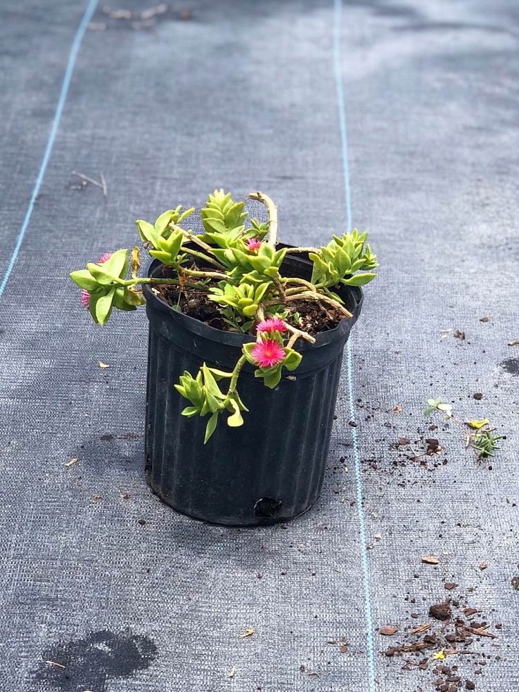 aptenia-cordifolia-variegata-baby-sunrose-variegated
