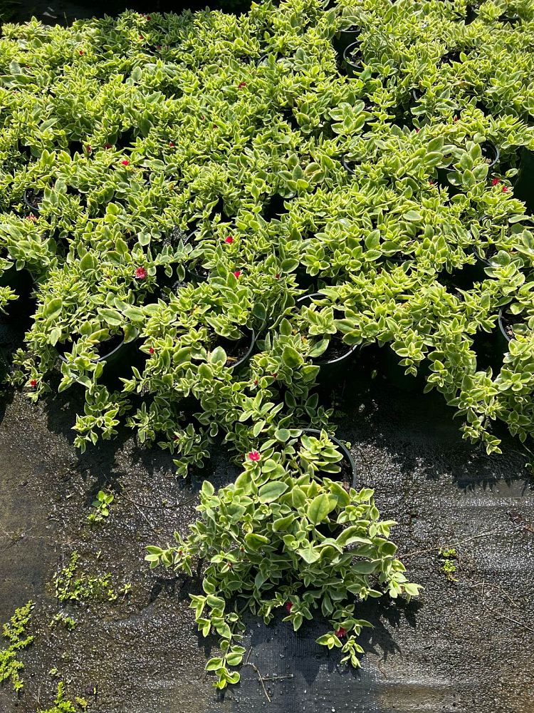 aptenia-cordifolia-variegata-baby-sunrose-variegated