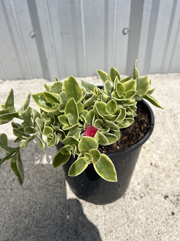 aptenia-cordifolia-variegata-baby-sunrose-variegated