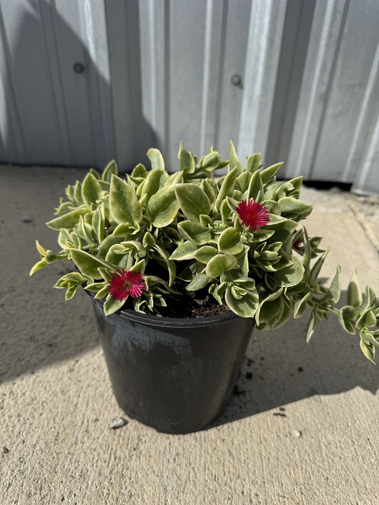 aptenia-cordifolia-variegata-baby-sunrose-variegated