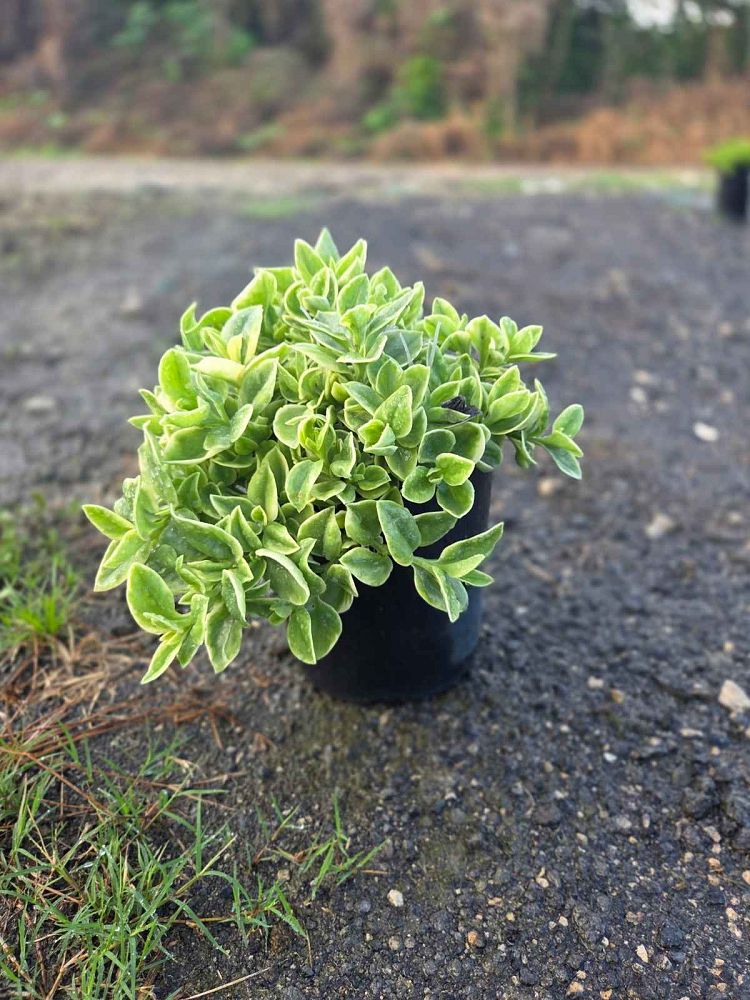 aptenia-cordifolia-variegata-baby-sunrose-variegated