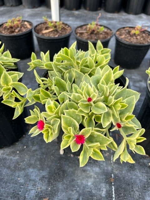 aptenia-cordifolia-variegata-baby-sunrose-variegated