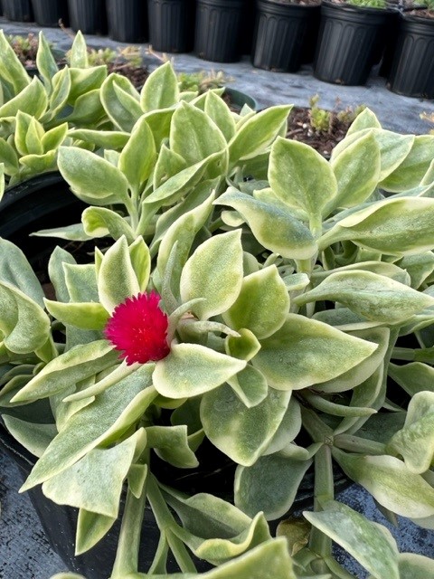 aptenia-cordifolia-variegata-baby-sunrose-variegated